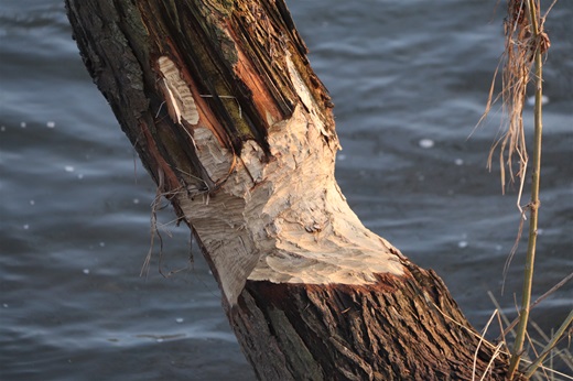 V Radotíně lze běžně narazit na stromy okousané bobrem.
