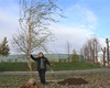 Náhradní výsadba stromů u řeky, 17.11.2020
