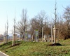 Výsadba nových stromů v Radotíně