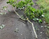 Bouřka a silný vítr polámal větve a stromy v Radotíně, od ranních hodin škody odklízí pracovníci místních technických služeb, 30.6.2021