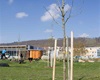 Sázení nových stromů v areálu MŠ Hastrmánek a na biotopu, 26.4.2022