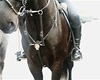 Předání koní a standarty 10.2.2010 - služební kůň musí mít svůj služební odznak<br />Foto: Emil Souček