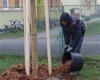 Sázení nových stromů v areálu MŠ Hastrmánek a na biotopu, 26.4.2022